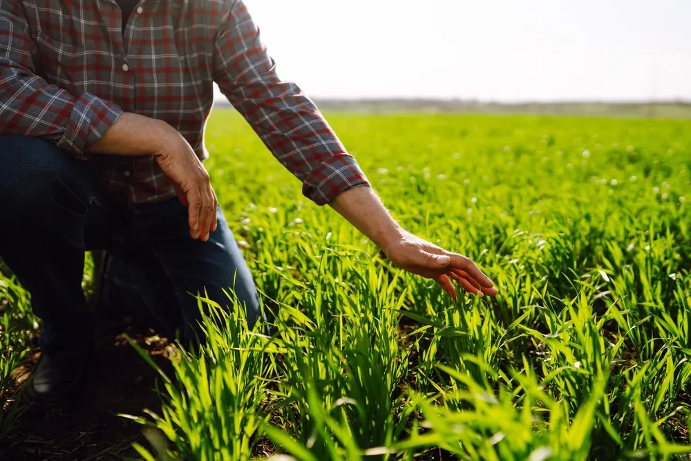 round up class action settlement on glyphosate cancers, man touching grass