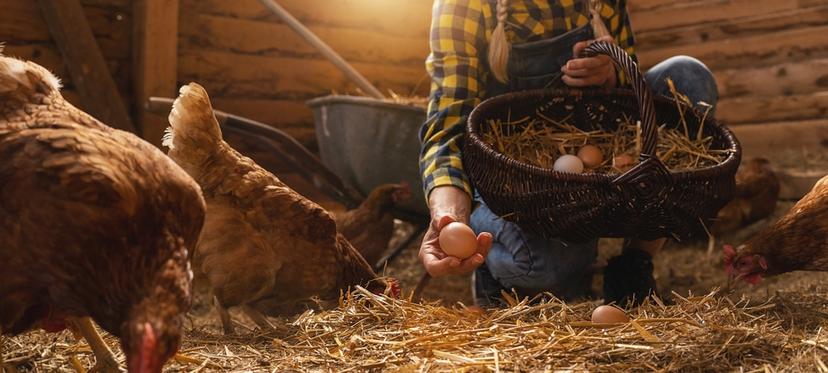 Alderfer Eggs