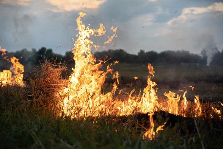 Wildfire Image