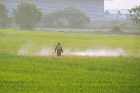 Commercial farmer spraying paraquat herbicide in agricultural field with protective gear
