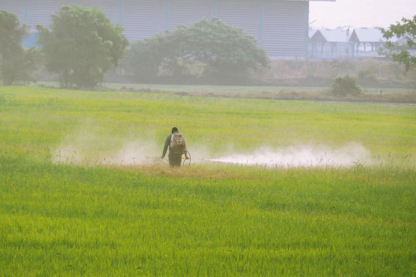 Commercial farmer spraying paraquat herbicide in agricultural field with protective gear
